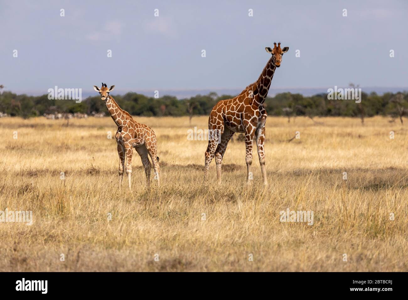 Reticulated Giraffe (Giraffa camelopardalis reticulata) mother and calf on the savannah in Ol Pejeta Conservancy, Kenya Stock Photo