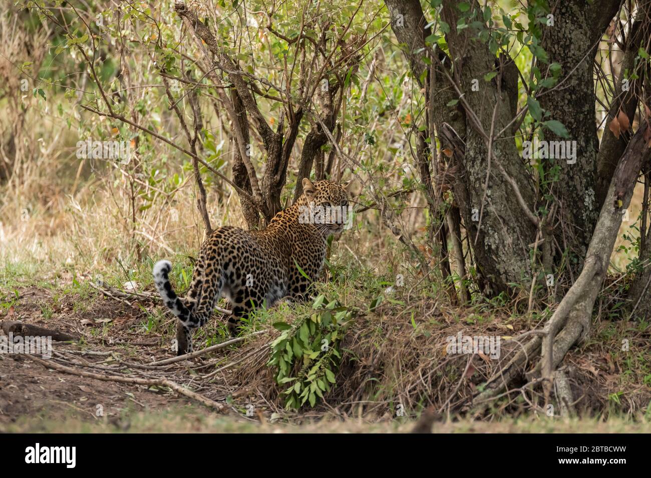 Leopard (Panthera pardus) female in acacia woodlands in Masai Mara Game Reserve, Kenya Stock Photo