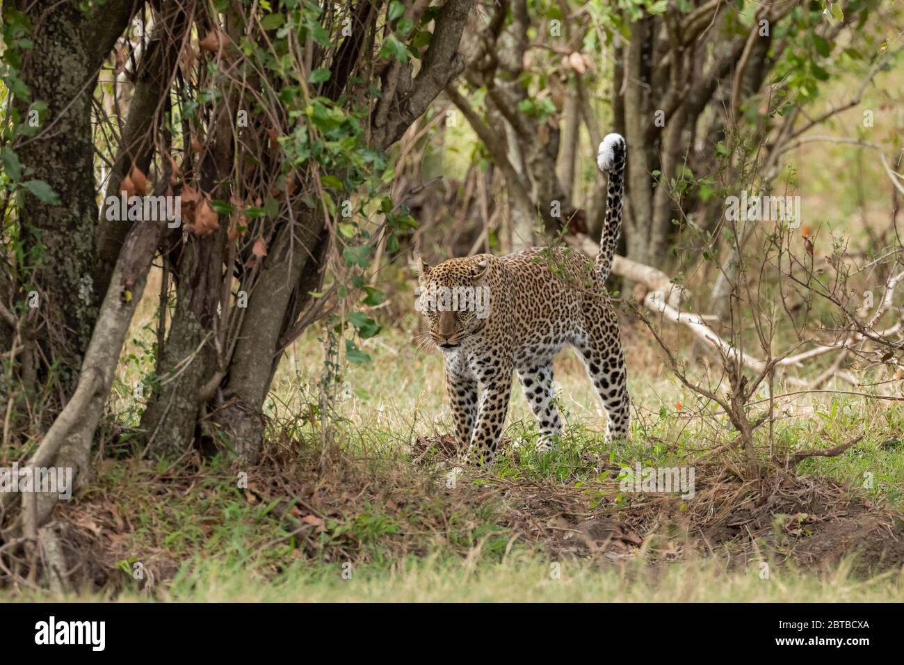 Leopard (Panthera pardus) in acacia woodlands in Masai Mara Game Reserve, Kenya Stock Photo