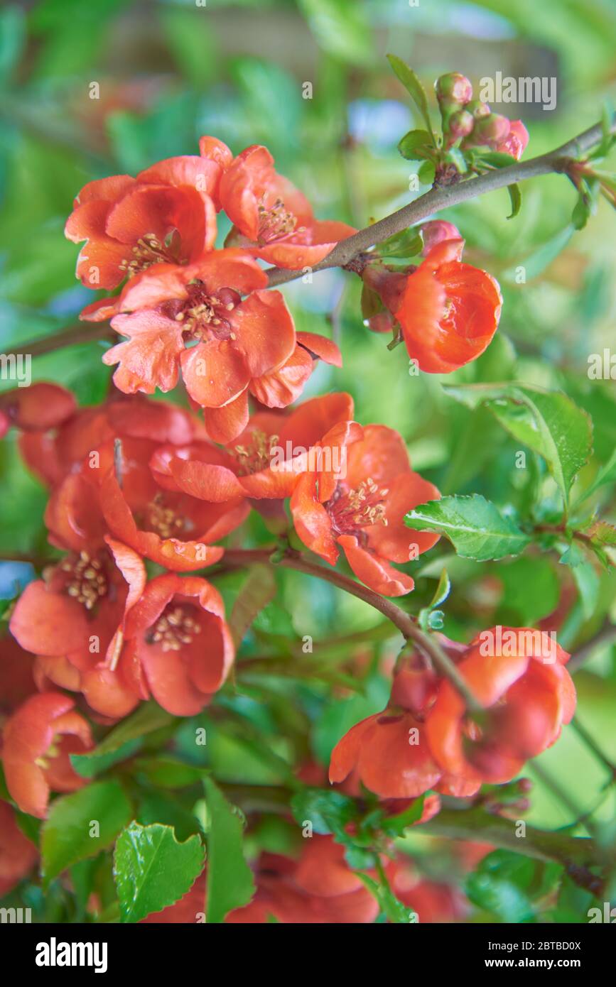 Full frame flowering quince branches as a backdrop Stock Photo - Alamy