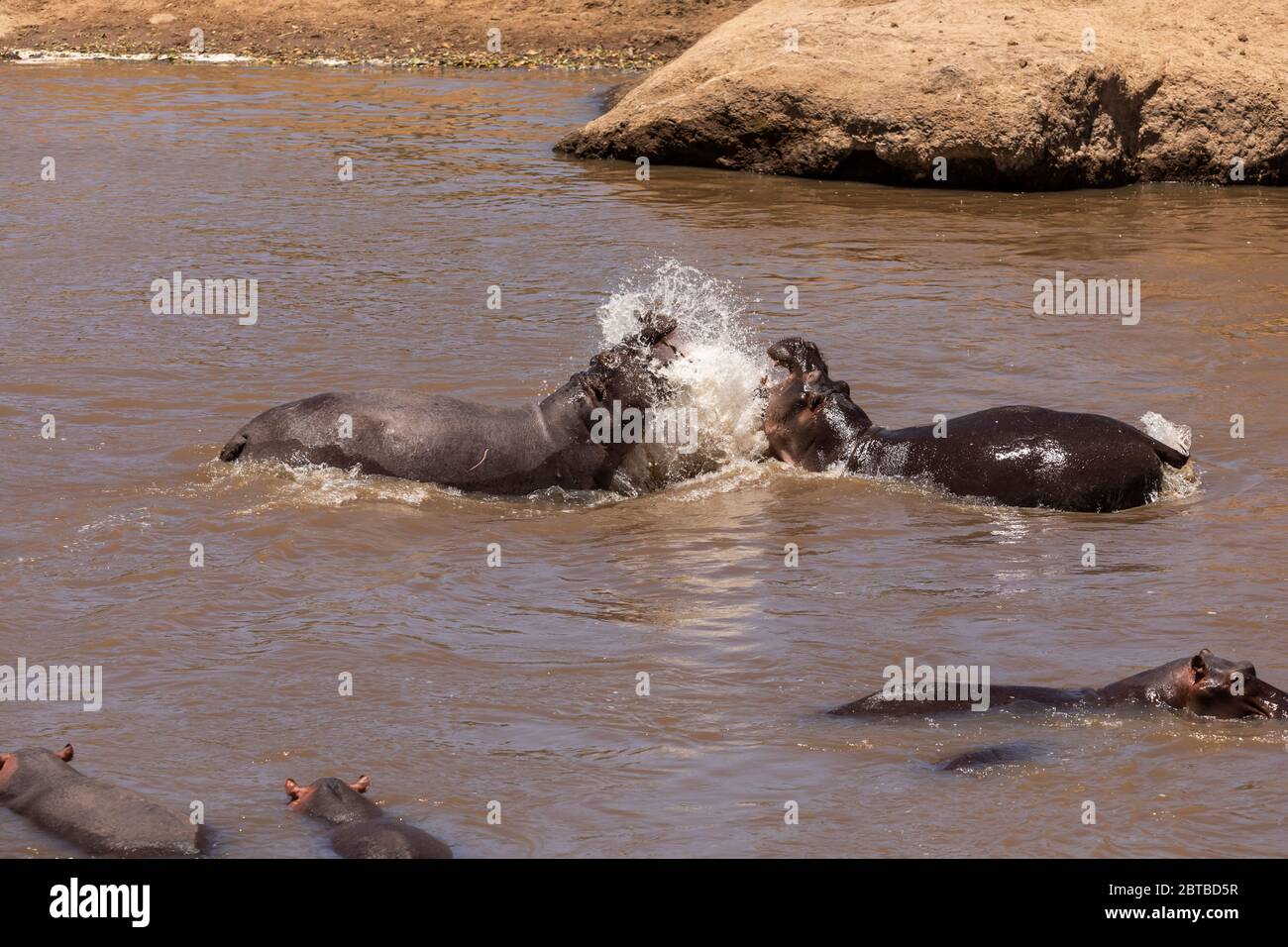Hippopotamus (Hippopotamus amphibious) males fighting in the Mara River in Mara North Conservancy, Kenya Stock Photo