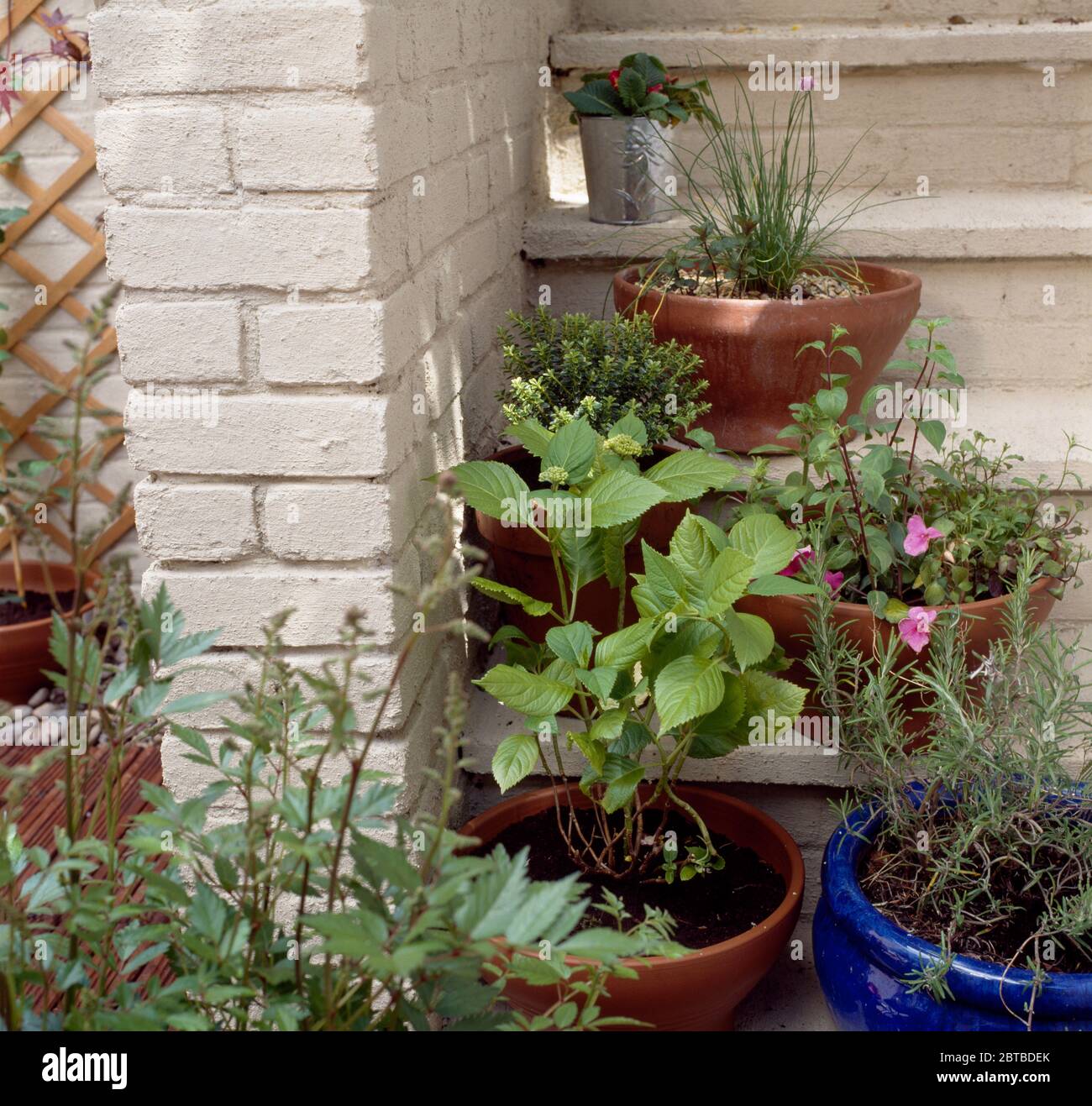Group of pots with herbs and hydrangea on painted steps Stock Photo