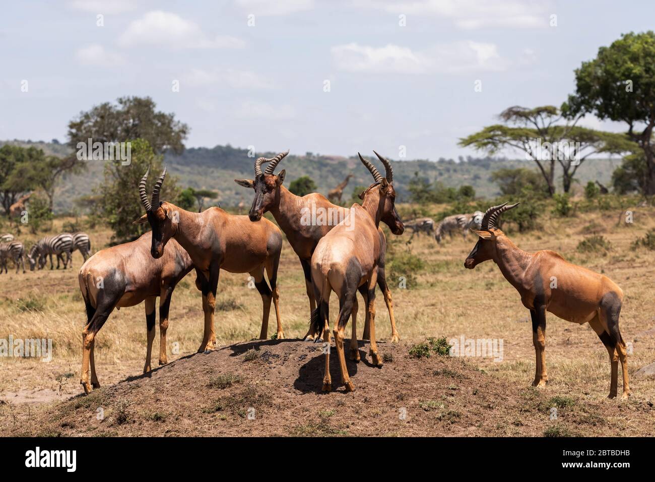 Topi (Damaliscus lunatus jimela) standing on a termite mound in Mara North Conservancy, Kenya Stock Photo