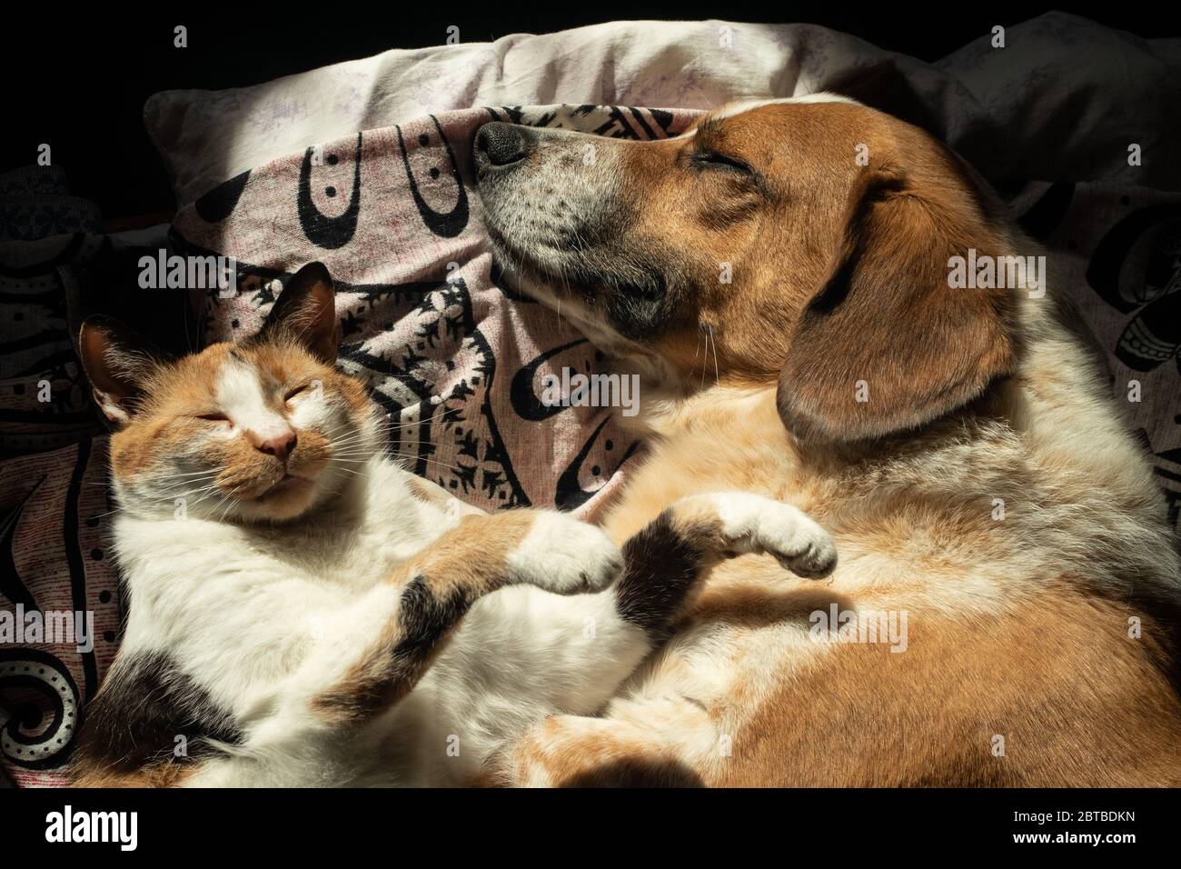 Cute dog and cat are napping together in bed Stock Photo