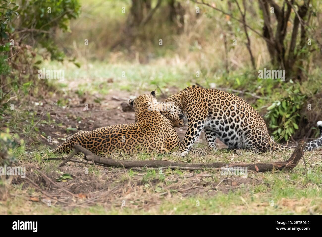 Leopard (Panthera pardus) mother and cub showing affection in acacia woodlands in Masai Mara Game Reserve, Kenya Stock Photo
