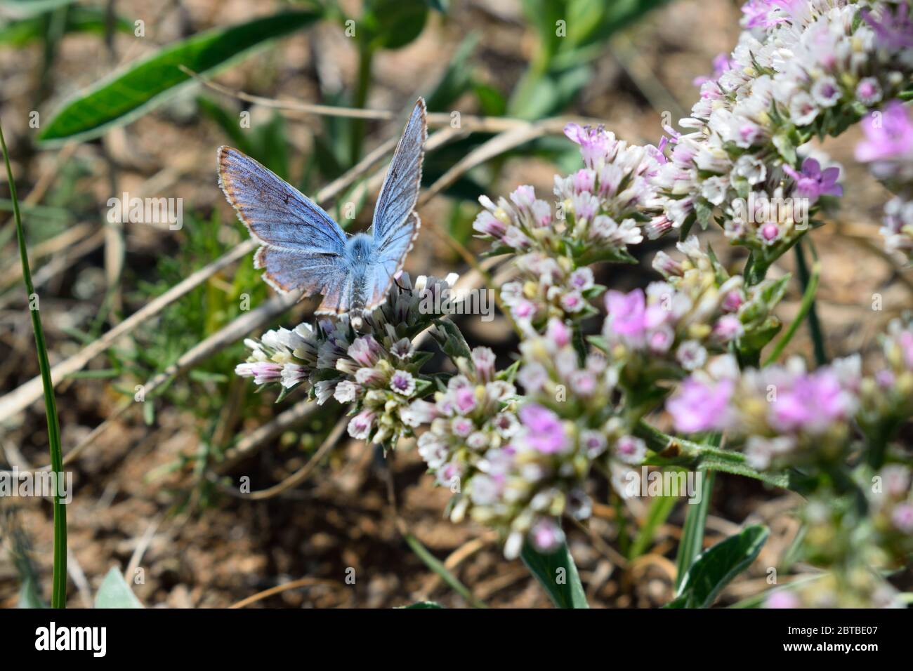 Phengaris Alcon Blue Butterfly on Olkhon Island, Lake Baikal, Russia Stock Photo