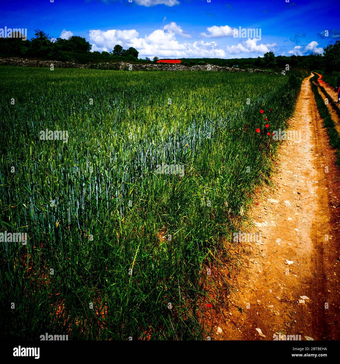 Corn field along a country lane, digitaly filterd view, Isere, France Stock Photo