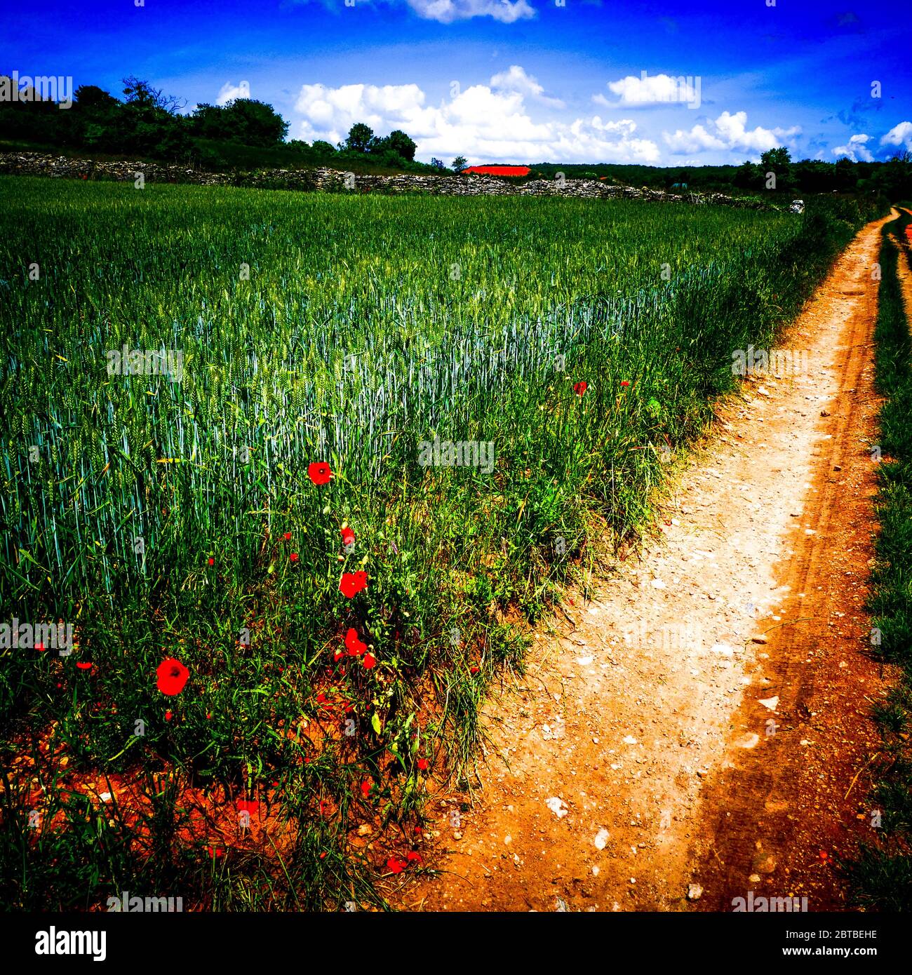 Corn field along a country lane, digitaly filterd view, Isere, France Stock Photo