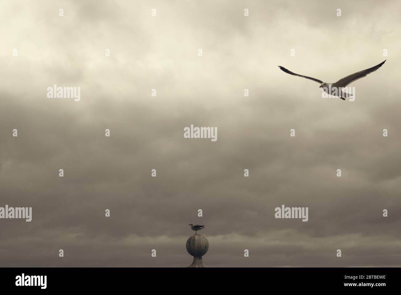 A seagull flying in the cloudy sky Stock Photo - Alamy