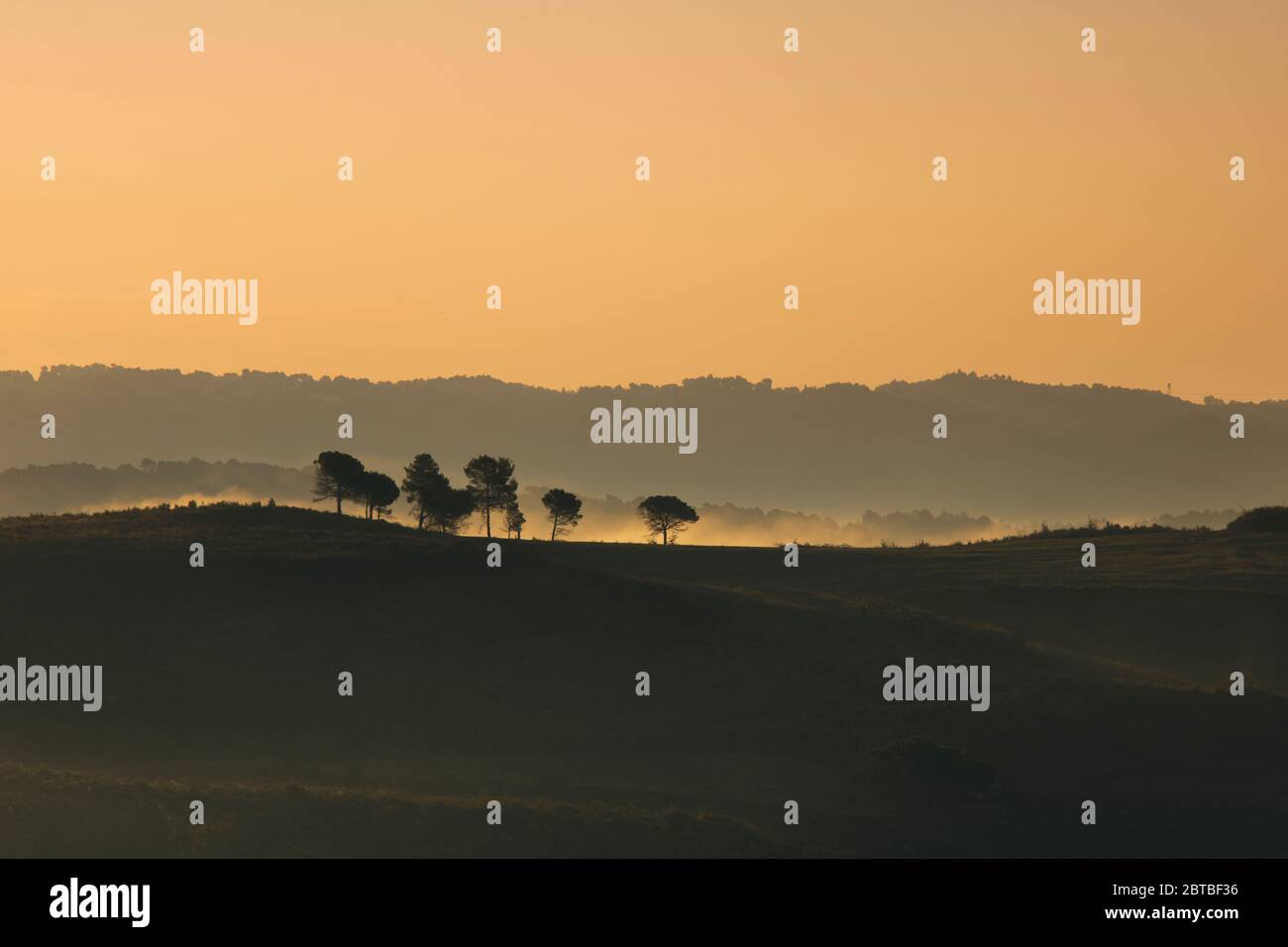 some trees in a misty morning landscape Stock Photo - Alamy