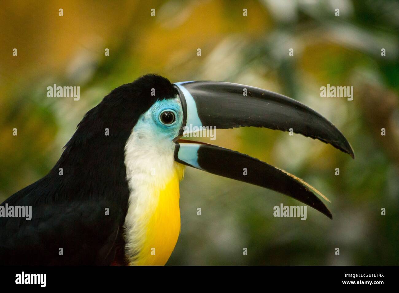 A citron-throated Channel-billed toucan (Ramphastos vitellinus) native to South American tropical jungles. Stock Photo