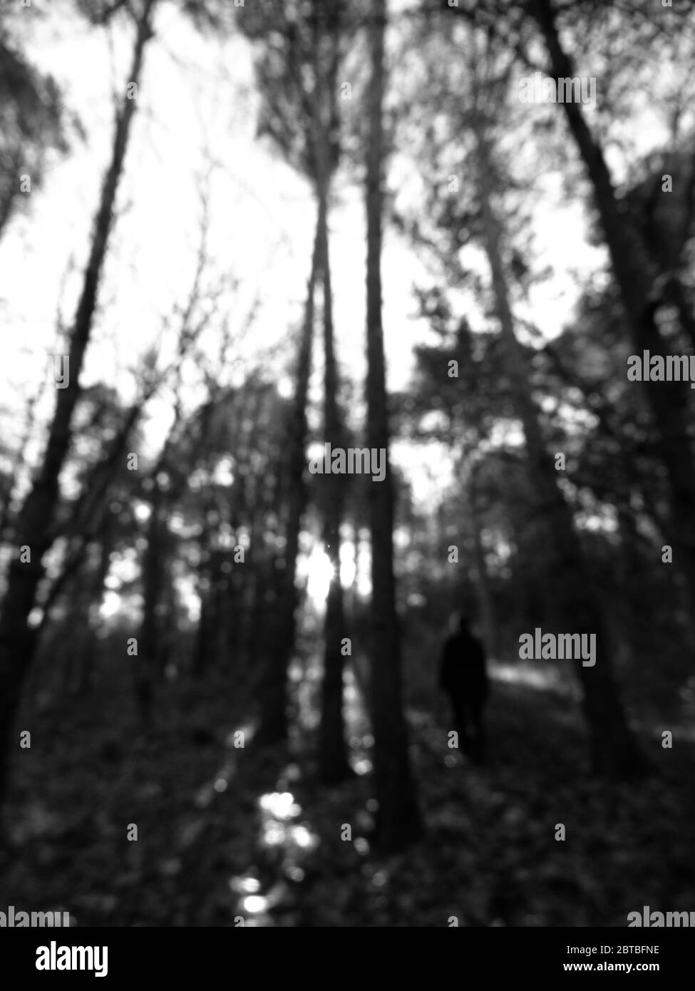 Person in the forest hi-res stock photography and images - Alamy