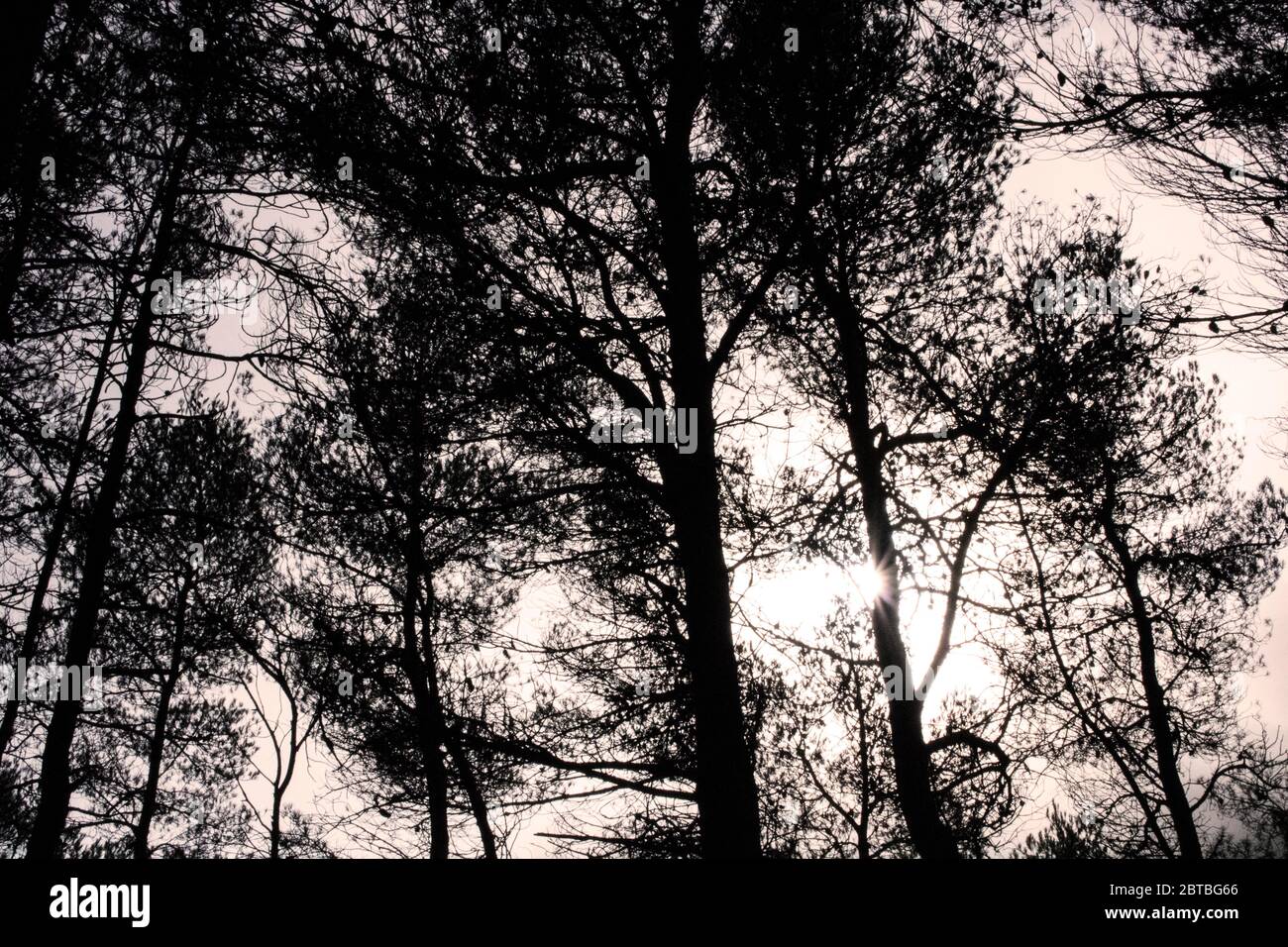trees in a forest and the sun Stock Photo - Alamy
