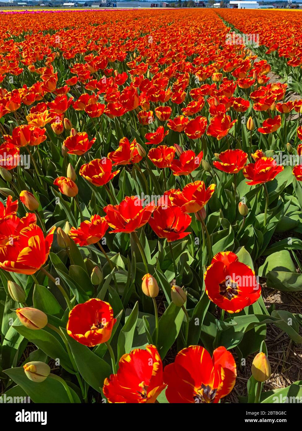 Tulip field in holland Stock Photo - Alamy