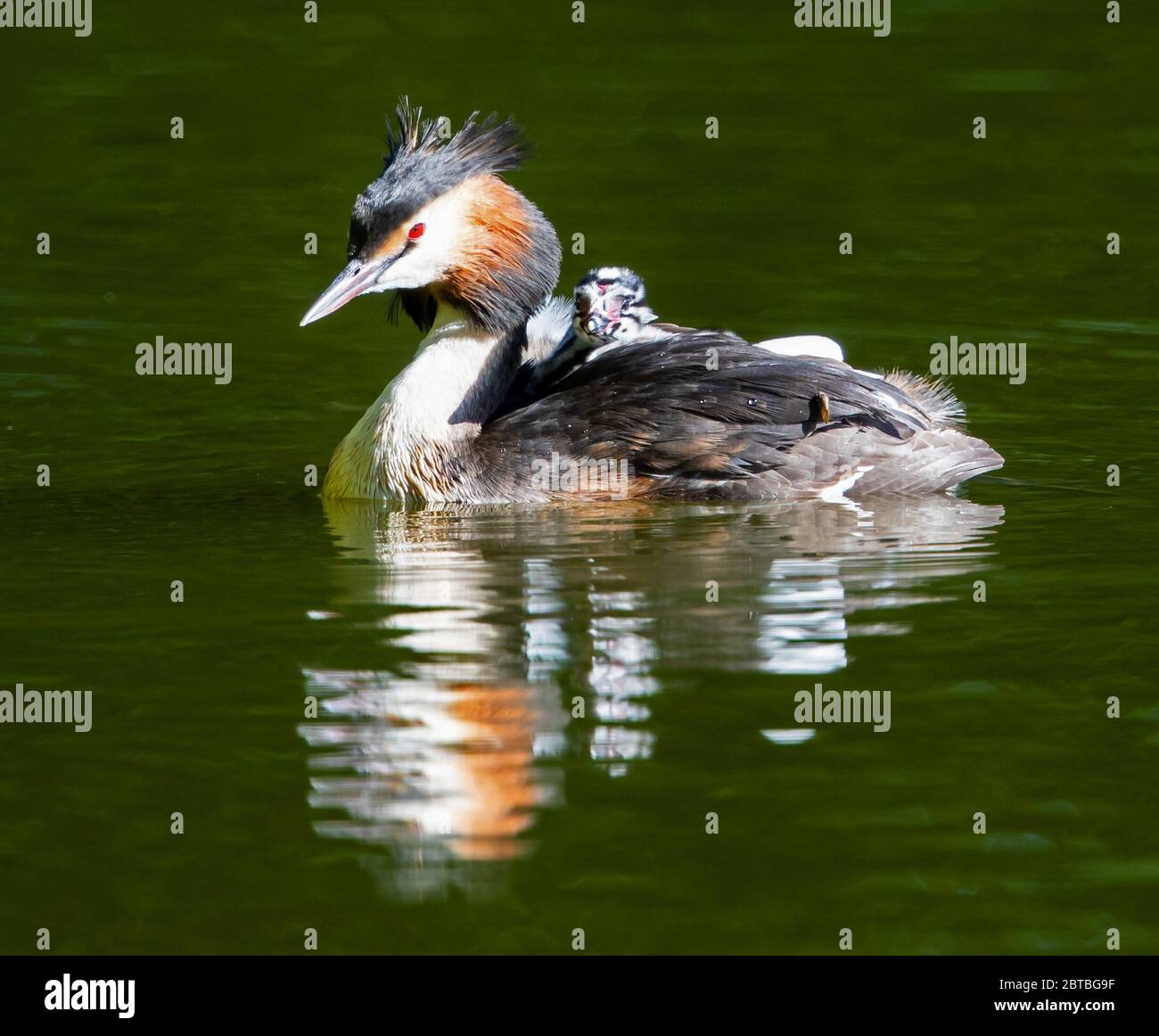 Great Crested Grebe with young on its back Stock Photo Alamy