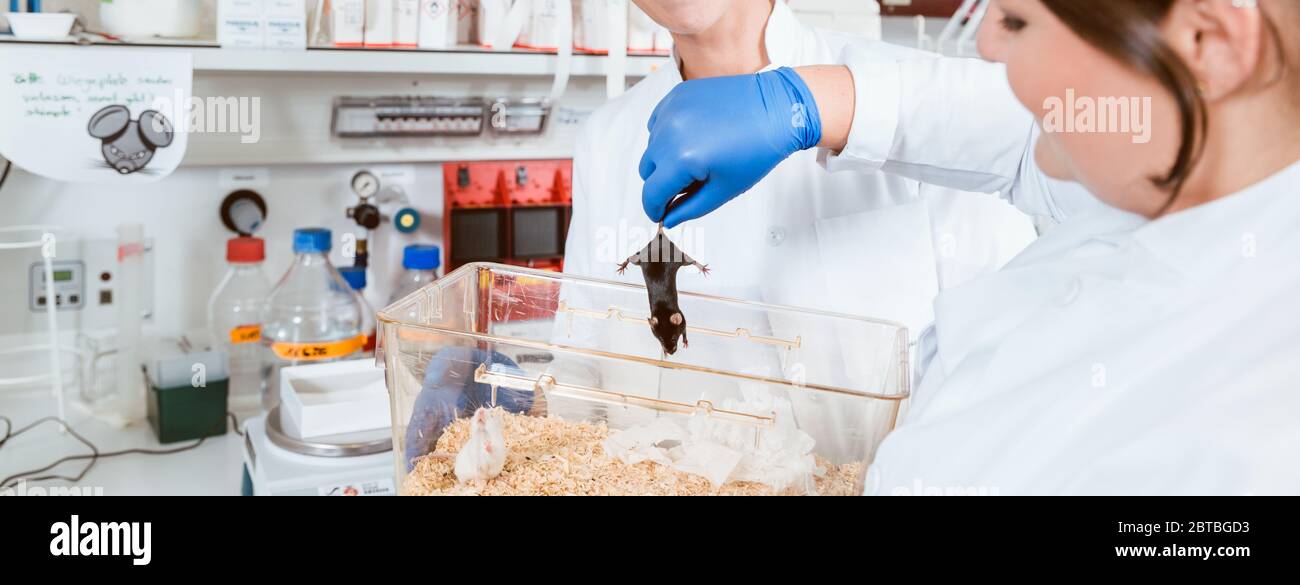 Two scientists working in laboratory on rats Stock Photo