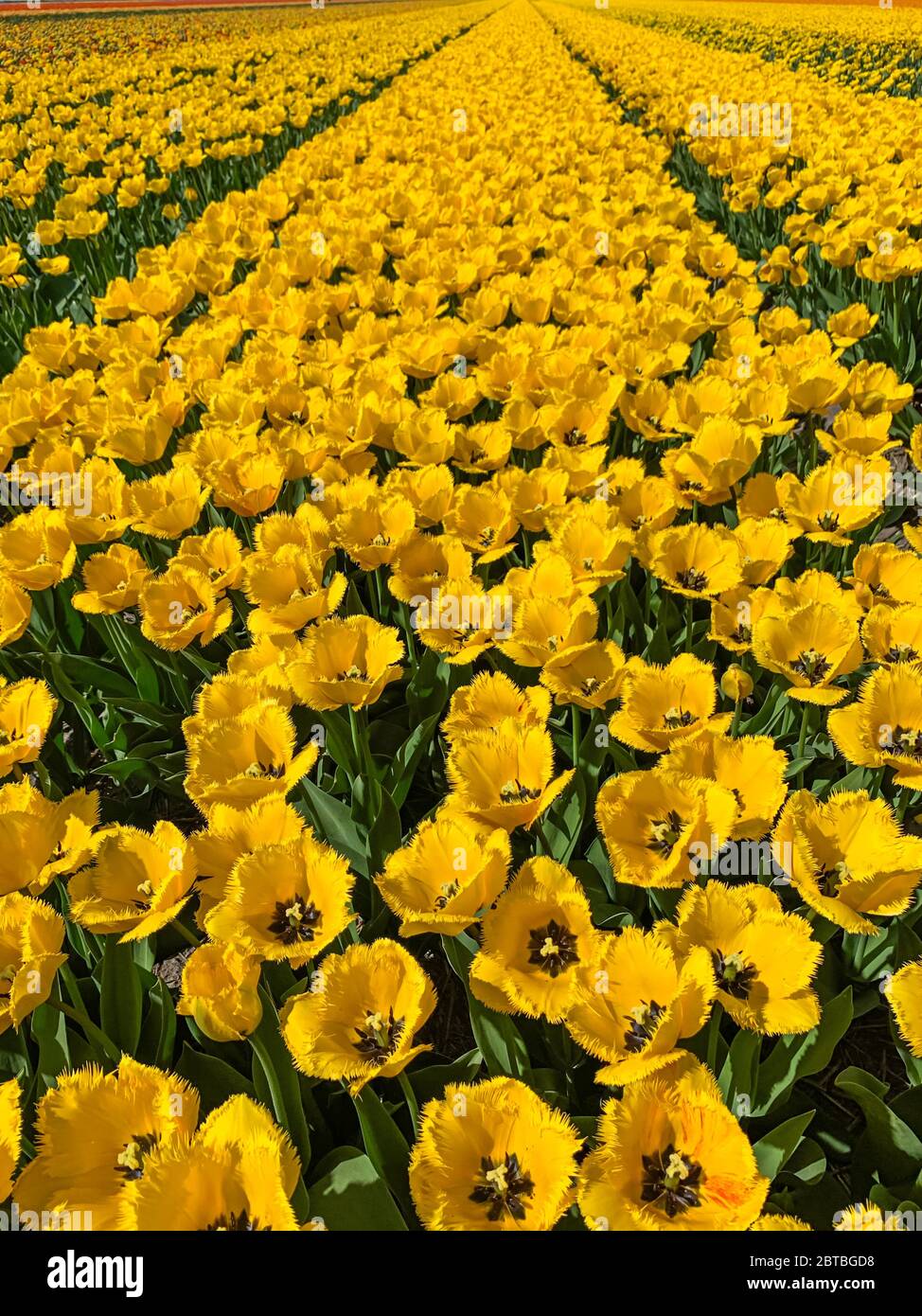 Tulip field in holland Stock Photo - Alamy