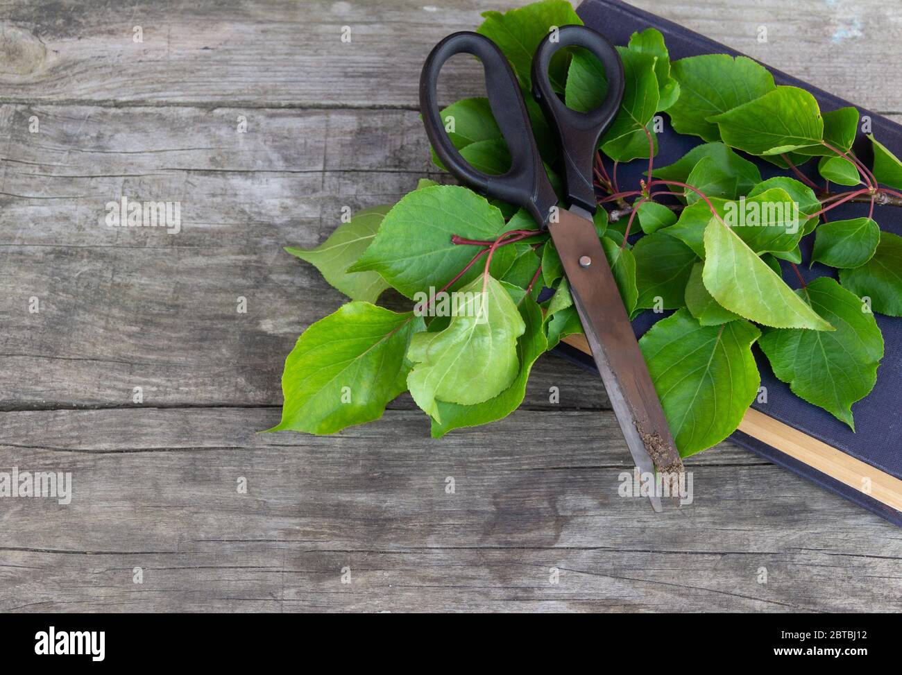 Gardening scissors, old book and green branch on rustic background. Gardening time. Free copy space. Stock Photo