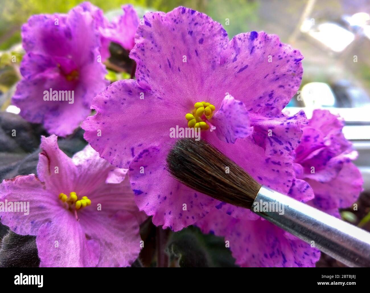 Violet senpolia Rosi with beautiful pink flowers with purple spots and an artist's brush Stock Photo