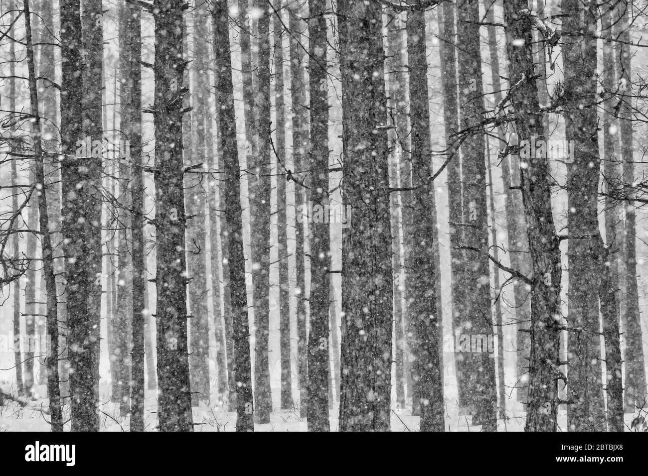Snowflakes heavily falling in a Red Pine, Pinus resinosa, plantation during an April snowstorm in central Michigan, USA Stock Photo