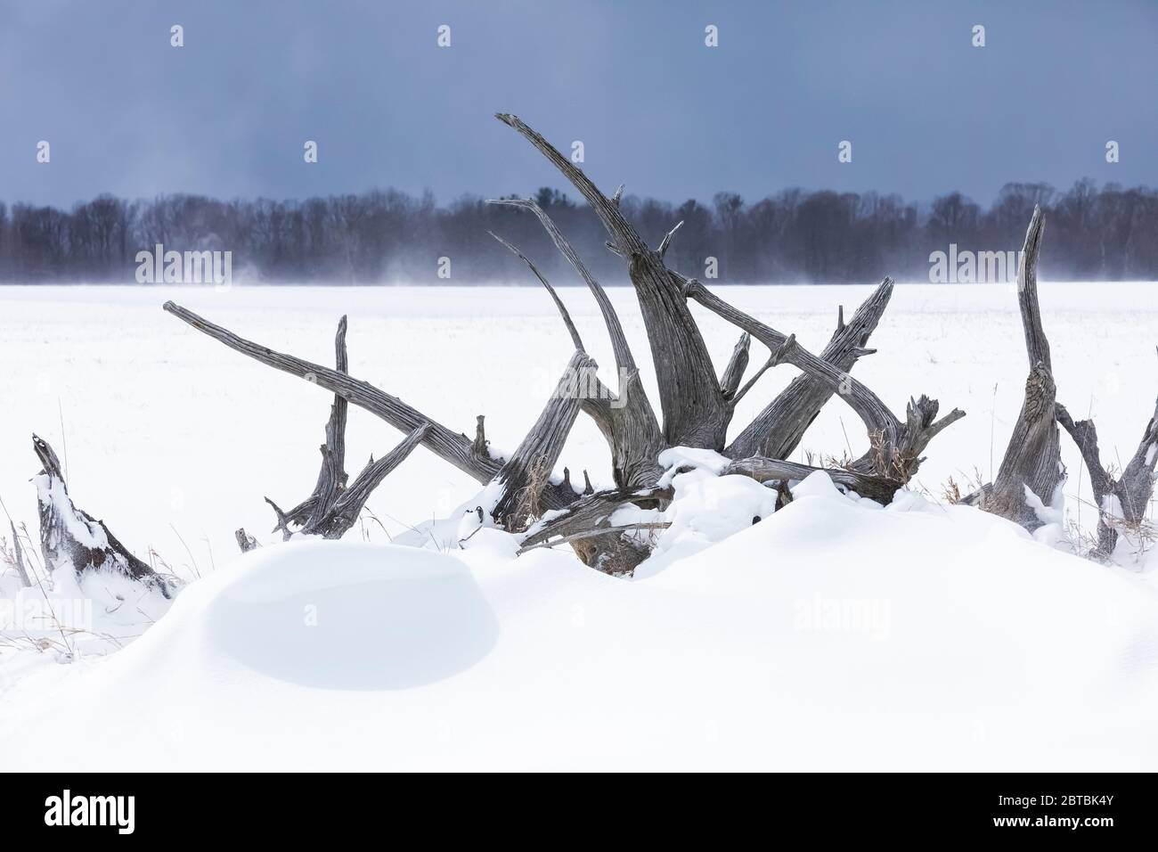 Old fence made of Eastern White Pine, Pinus strobus, stumps, bordering a farm field during an April snowstorm in central Michigan, USA Stock Photo