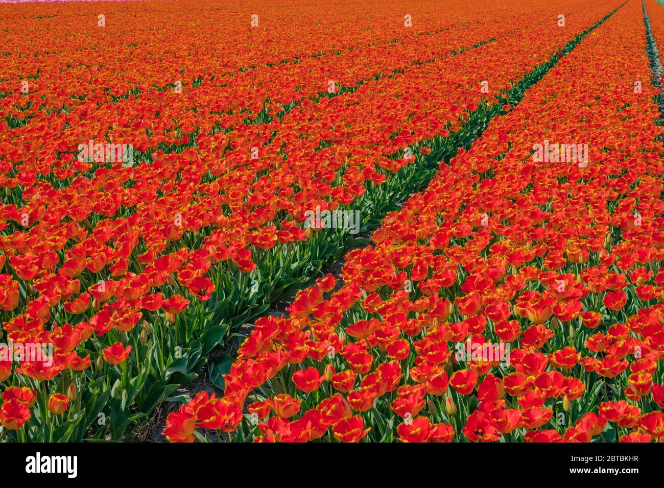 Tulip field in holland Stock Photo - Alamy