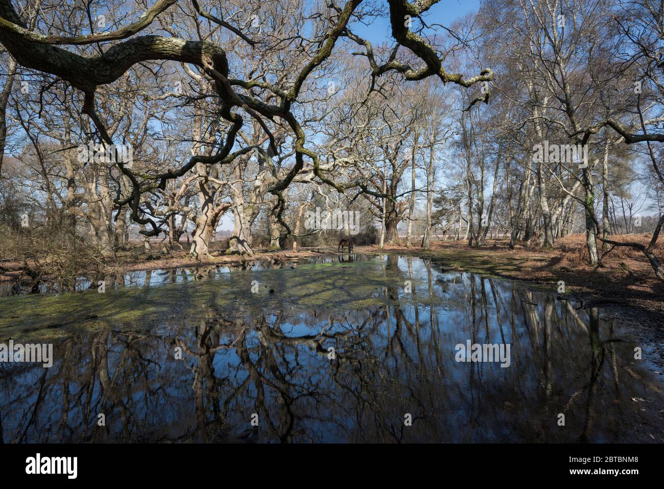 A secluded forest pool at Rowbarrow in the New Forest, Hampshire, UK Stock Photo