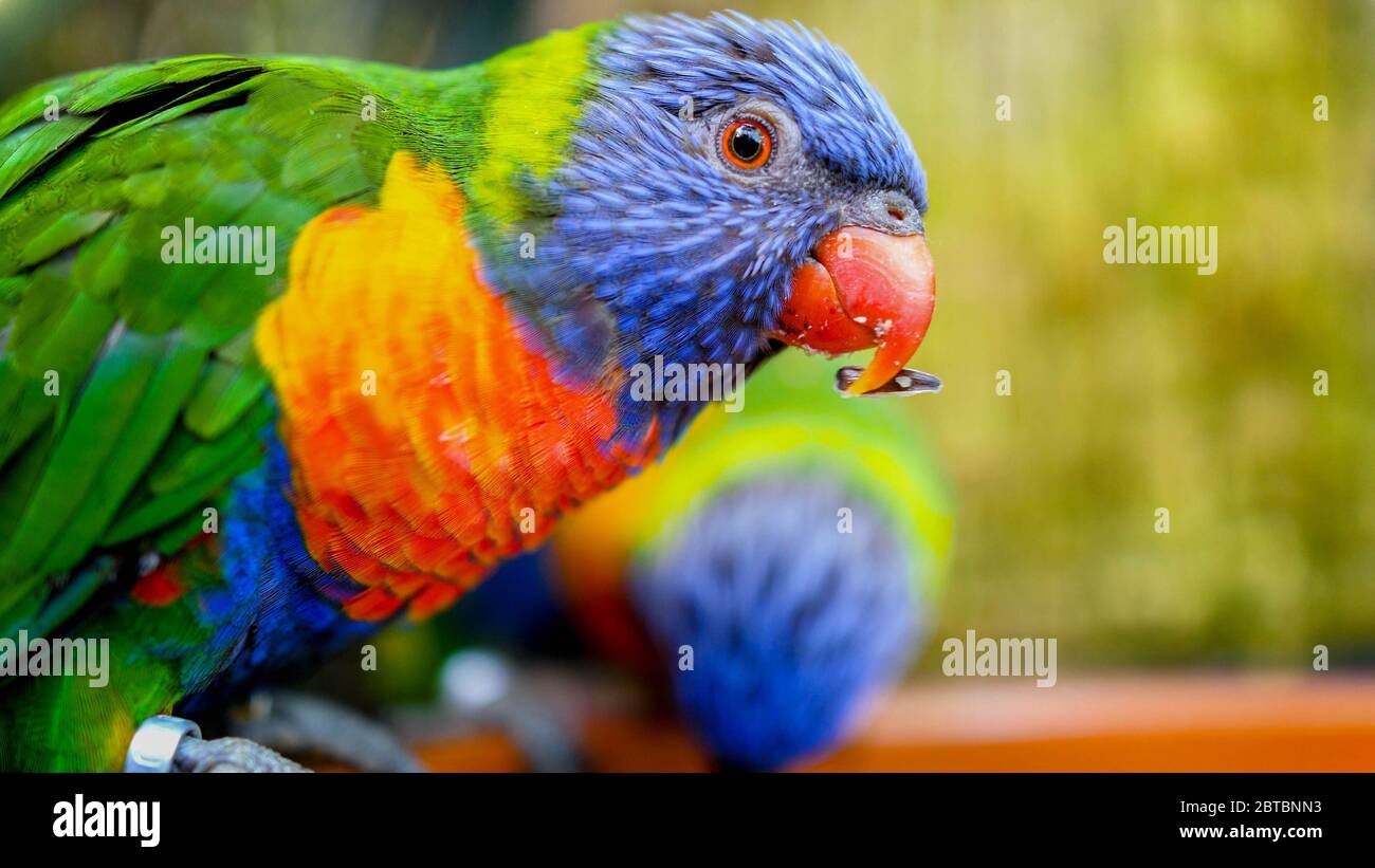 Closeup photo of lori parrot aeting seed from feeder in the zoo aviary Stock Photo
