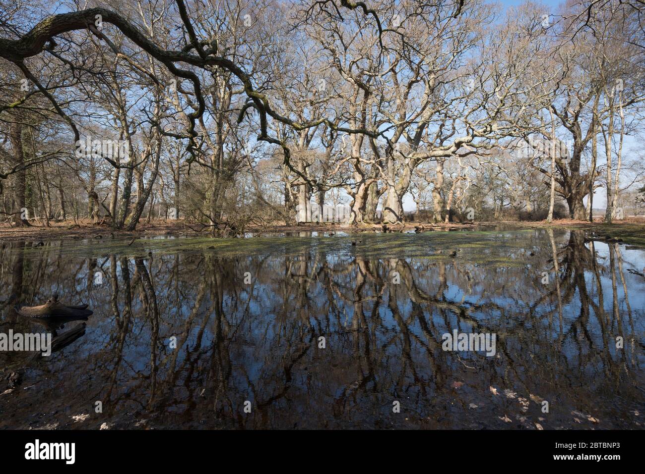 A secluded forest pool at Rowbarrow in the New Forest, Hampshire, UK Stock Photo