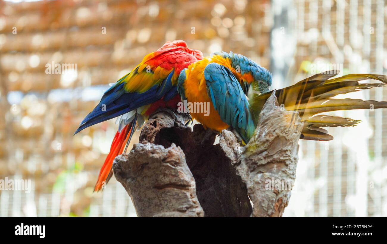 Aviary cleaning hi-res stock photography and images - Alamy - Self Cleaning Macaw Bird Habitat