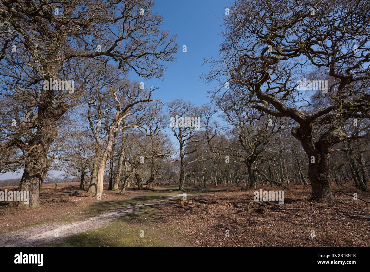 A forest path through the woods at Rowbarrow in the New Forest, Hampshire, UK Stock Photo