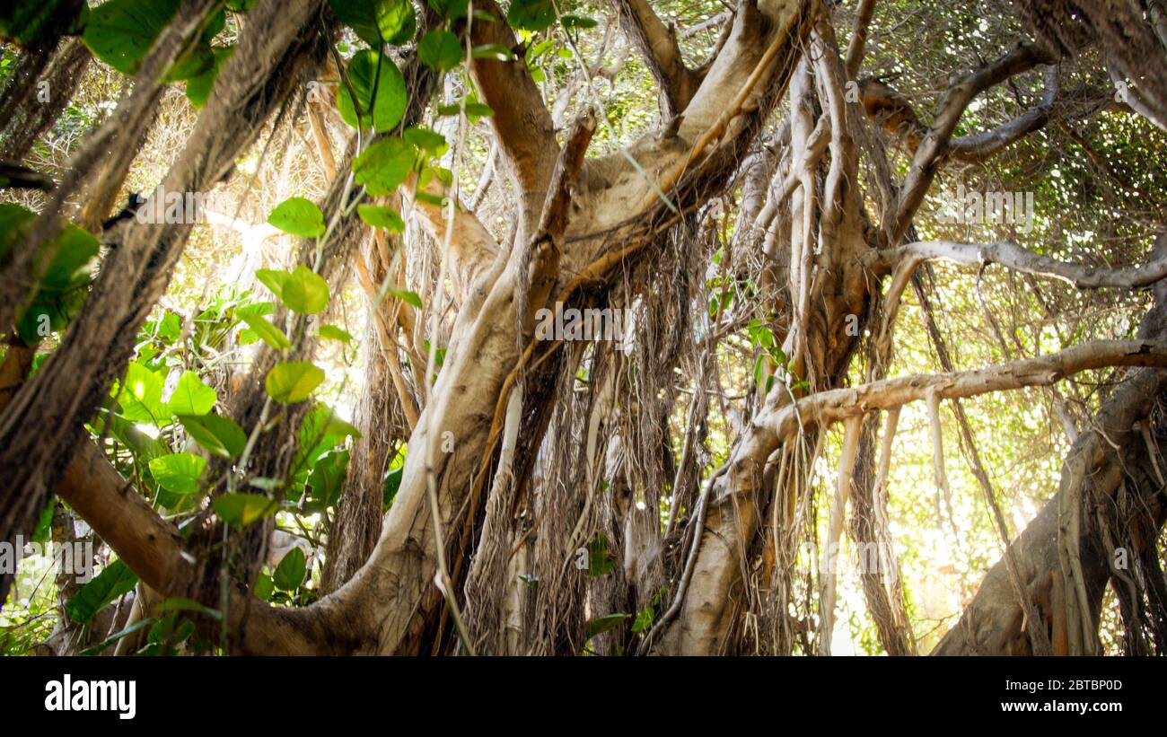 Landscape of tropical jungle forest with high trees and long creepers Stock Photo Alamy