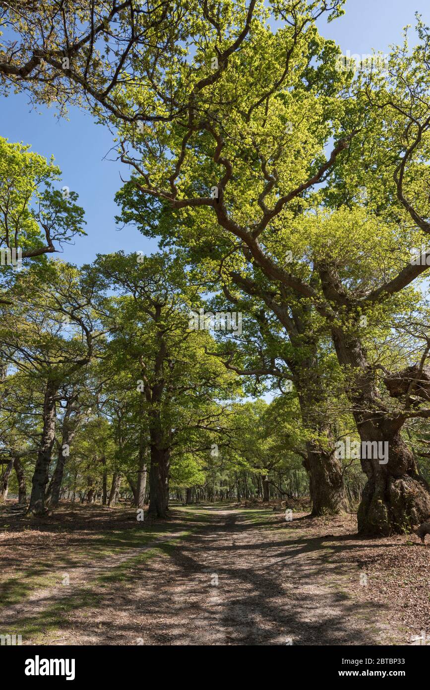 Oak Trees in Spring foliage at Rowbarrow in the New Forest, Hampshire, UK. Stock Photo