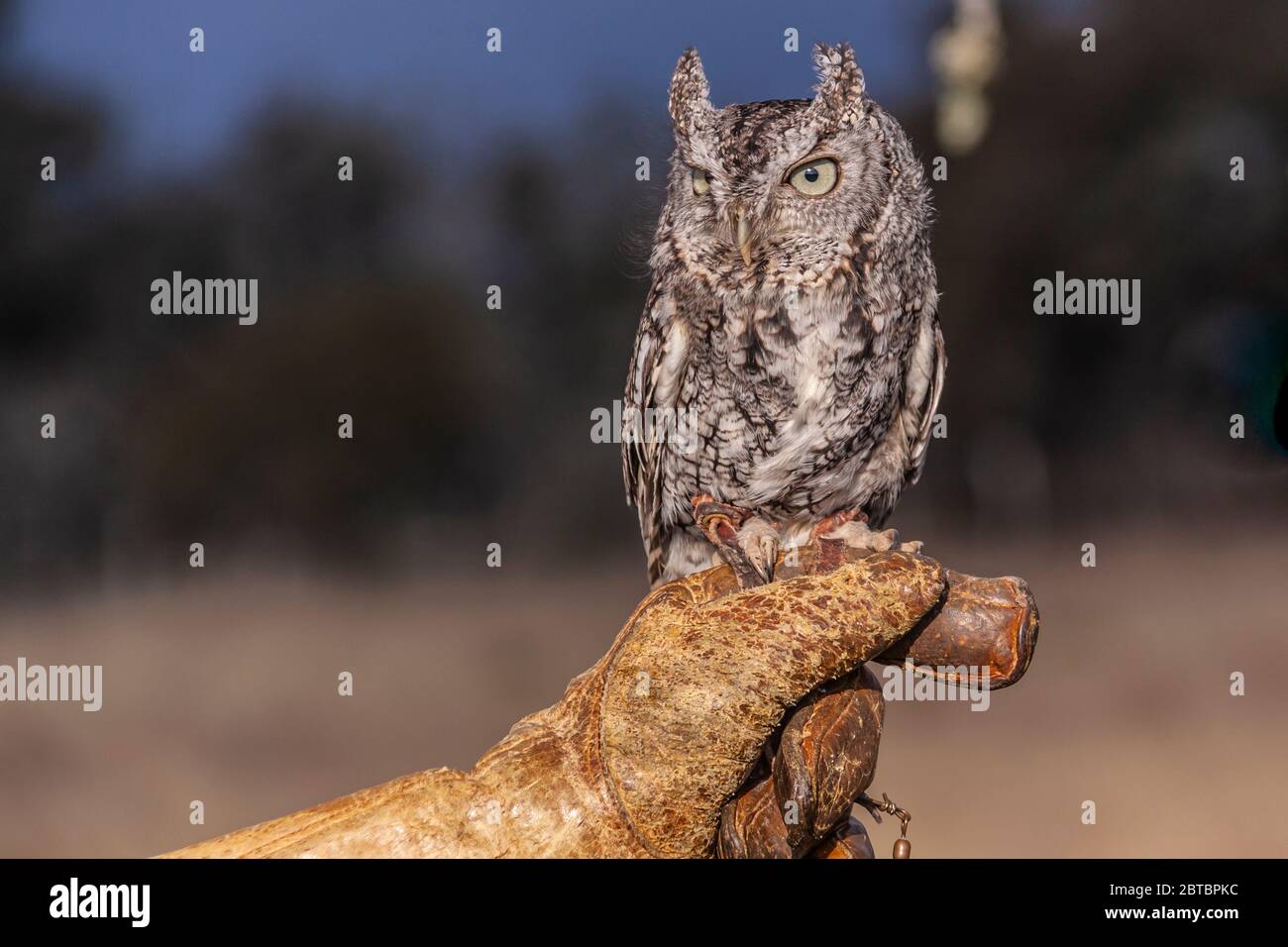 Captive tiny Eastern Screech-owl, Megascops asio, at Block Creek Natural Area, a coalition of conservation oriented ranchers in Central Texas. Stock Photo