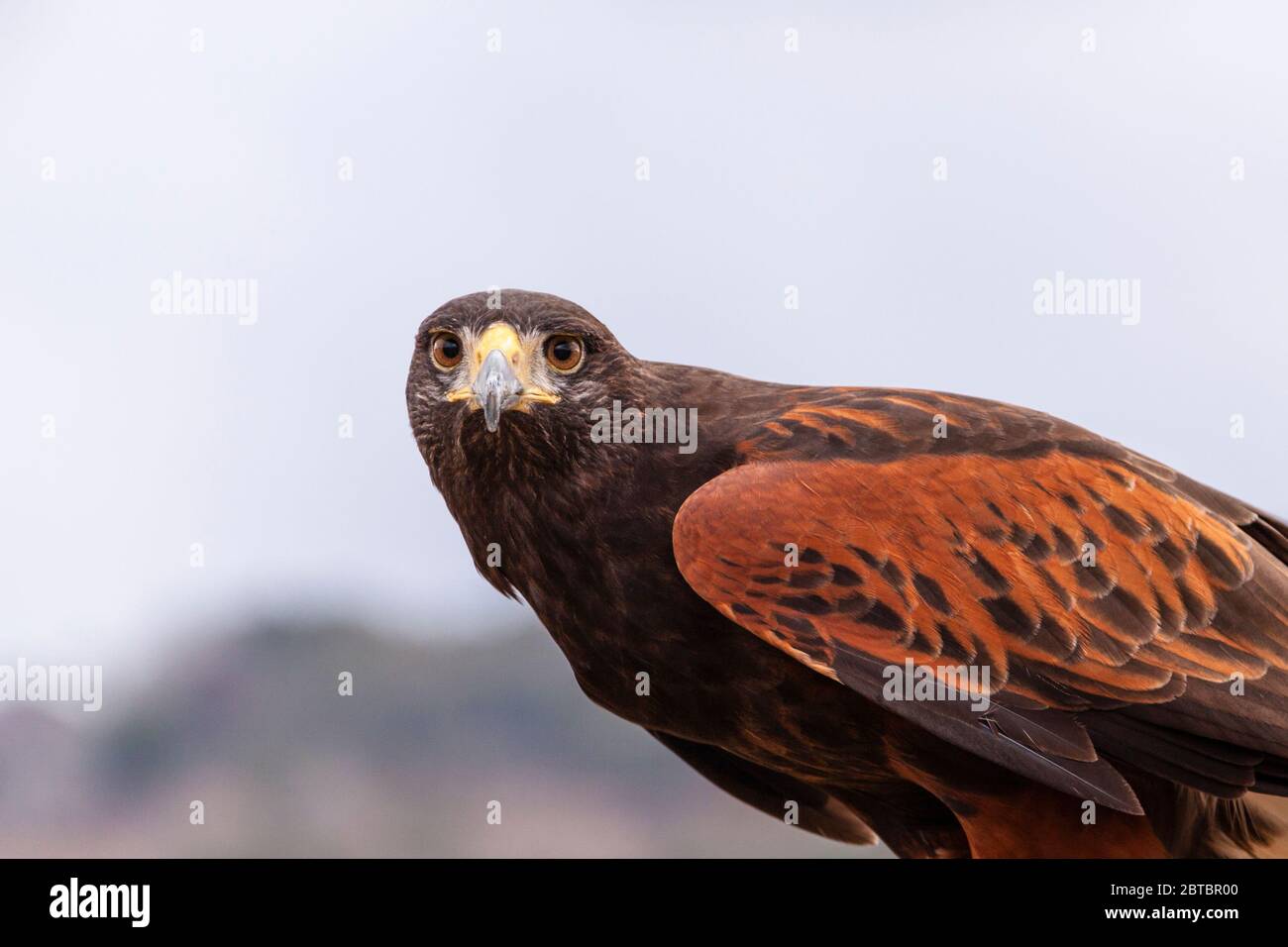 Captive Harris's (or Harris) Hawk, Parabuteo unicinctus, at Block Creek Natural Area, a coalition of conservation oriented ranchers in Central Texas. Stock Photo