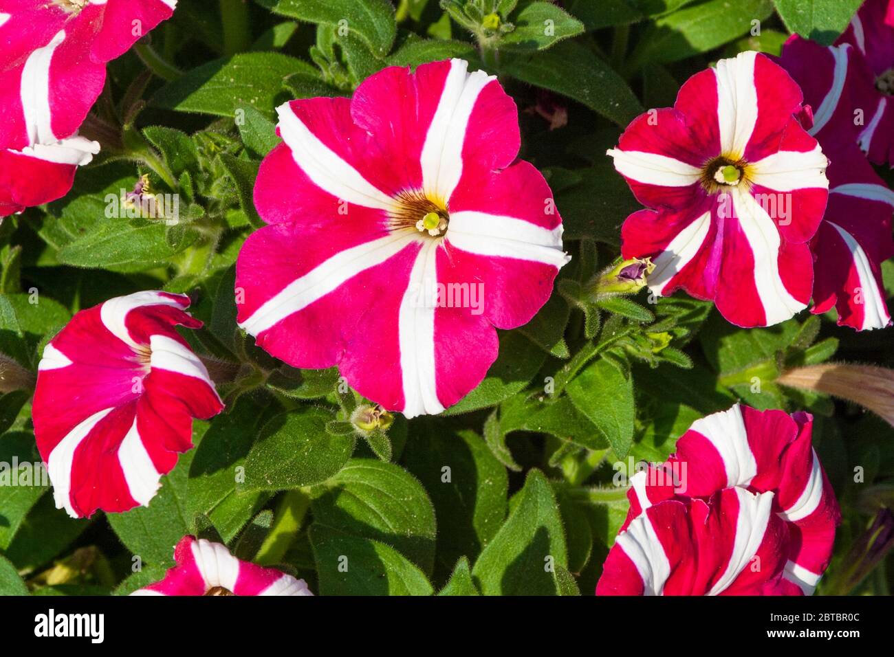 Candy-striped Petunias at Mercer Arboretum and Botanical Gardens in Spring, Texas. Stock Photo