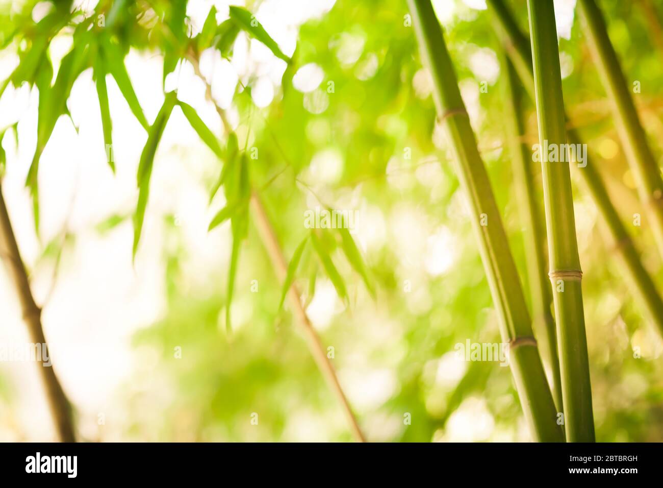 Bamboo green forest background on sunny day - soft focus Stock Photo
