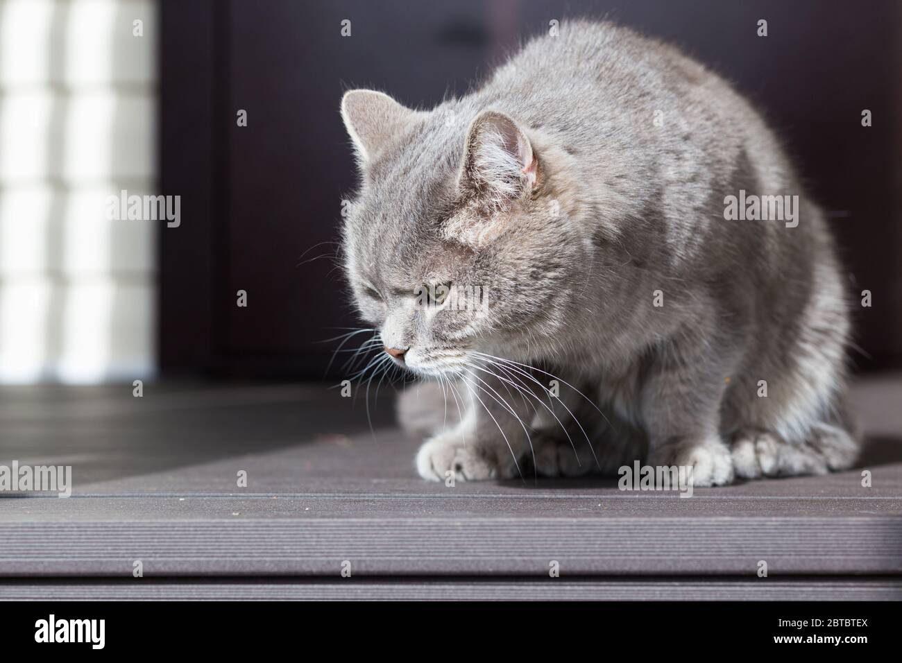 Gray elderly cat on a blurred background Stock Photo Alamy