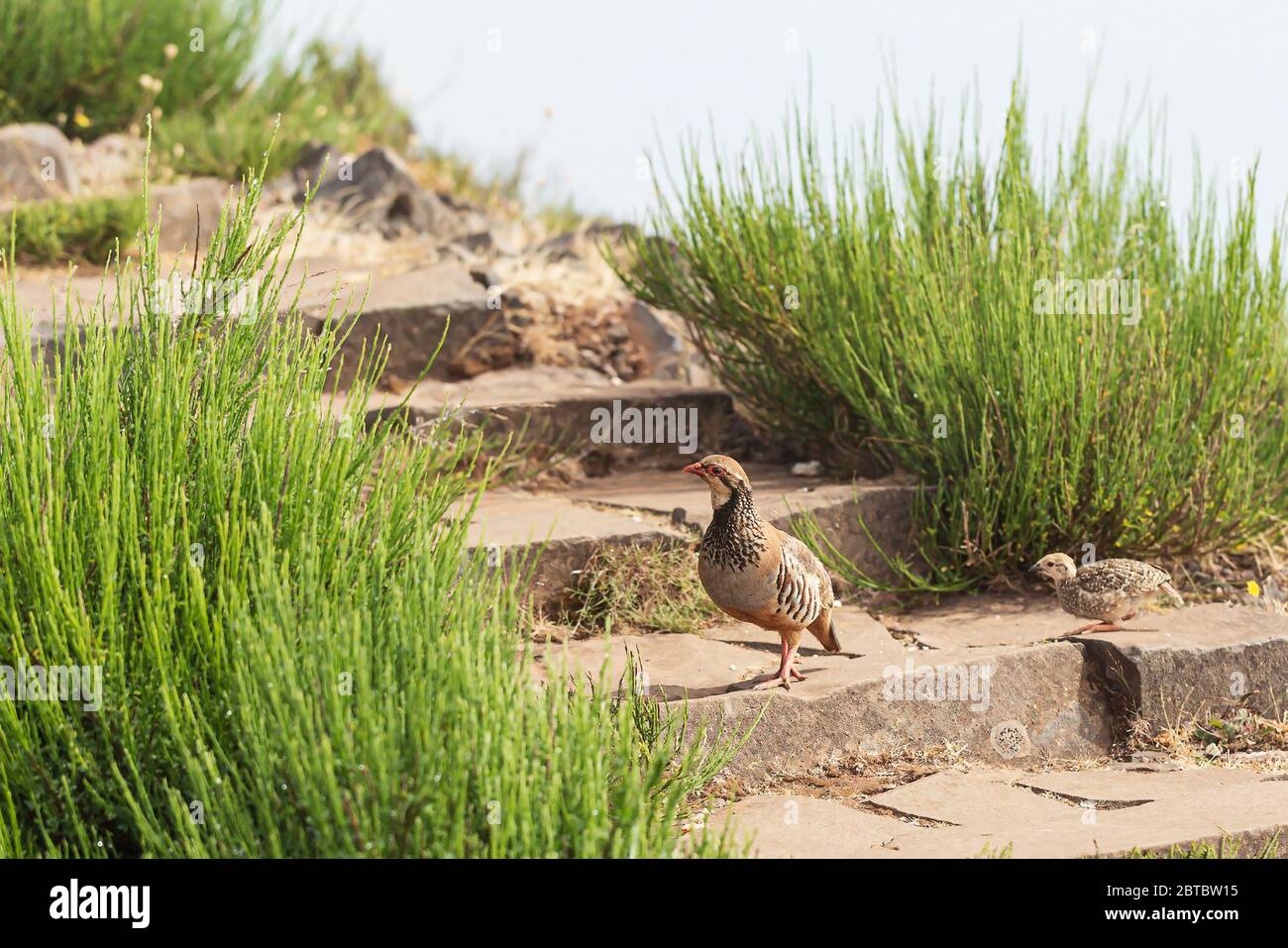 The rock partridge Alectoris graeca birds a bird of a pheasant family with chicks on a hiking trail in the mountains of Madeira. Stock Photo