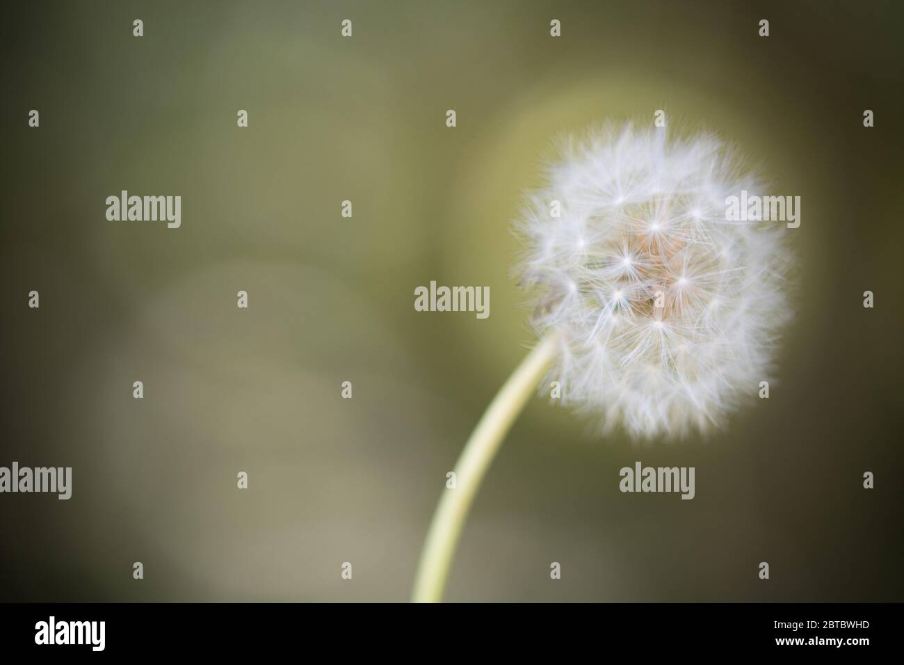Seed head of Dandelion flower at th end of biologic cycle Stock Photo