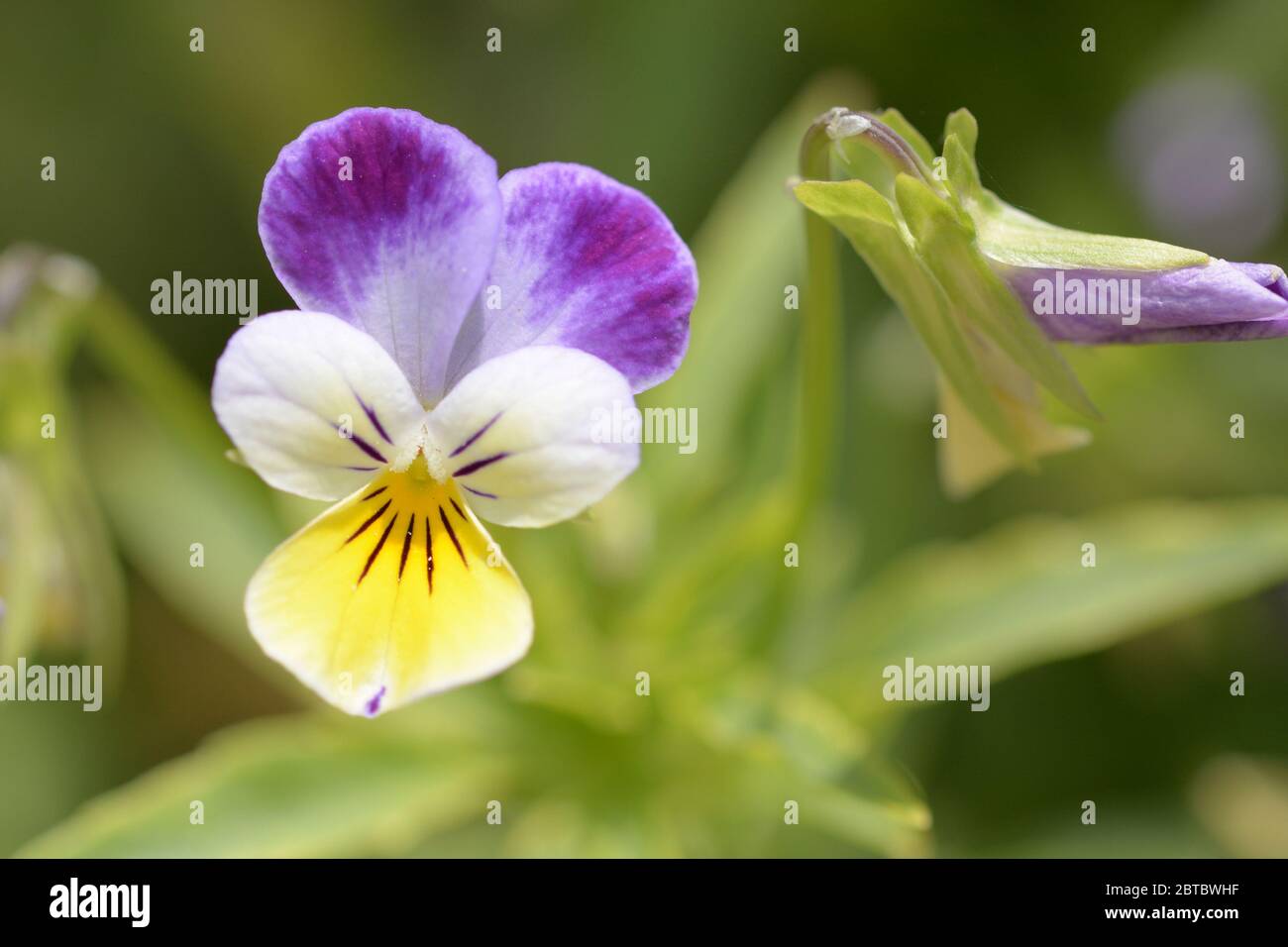 Macro view of colorful pansies Stock Photo
