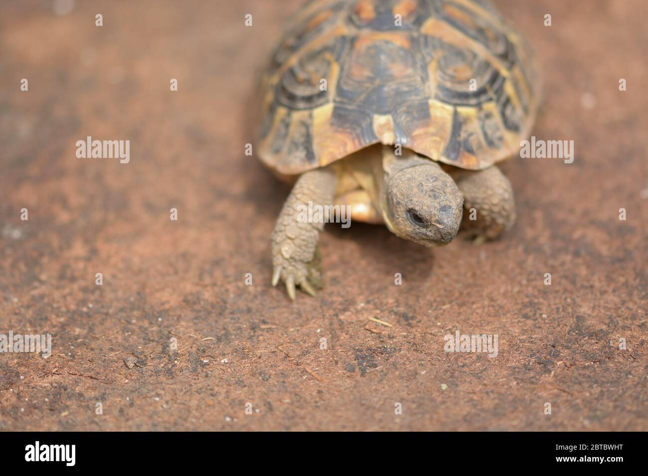 Small land turtle looking for his favorite food Stock Photo