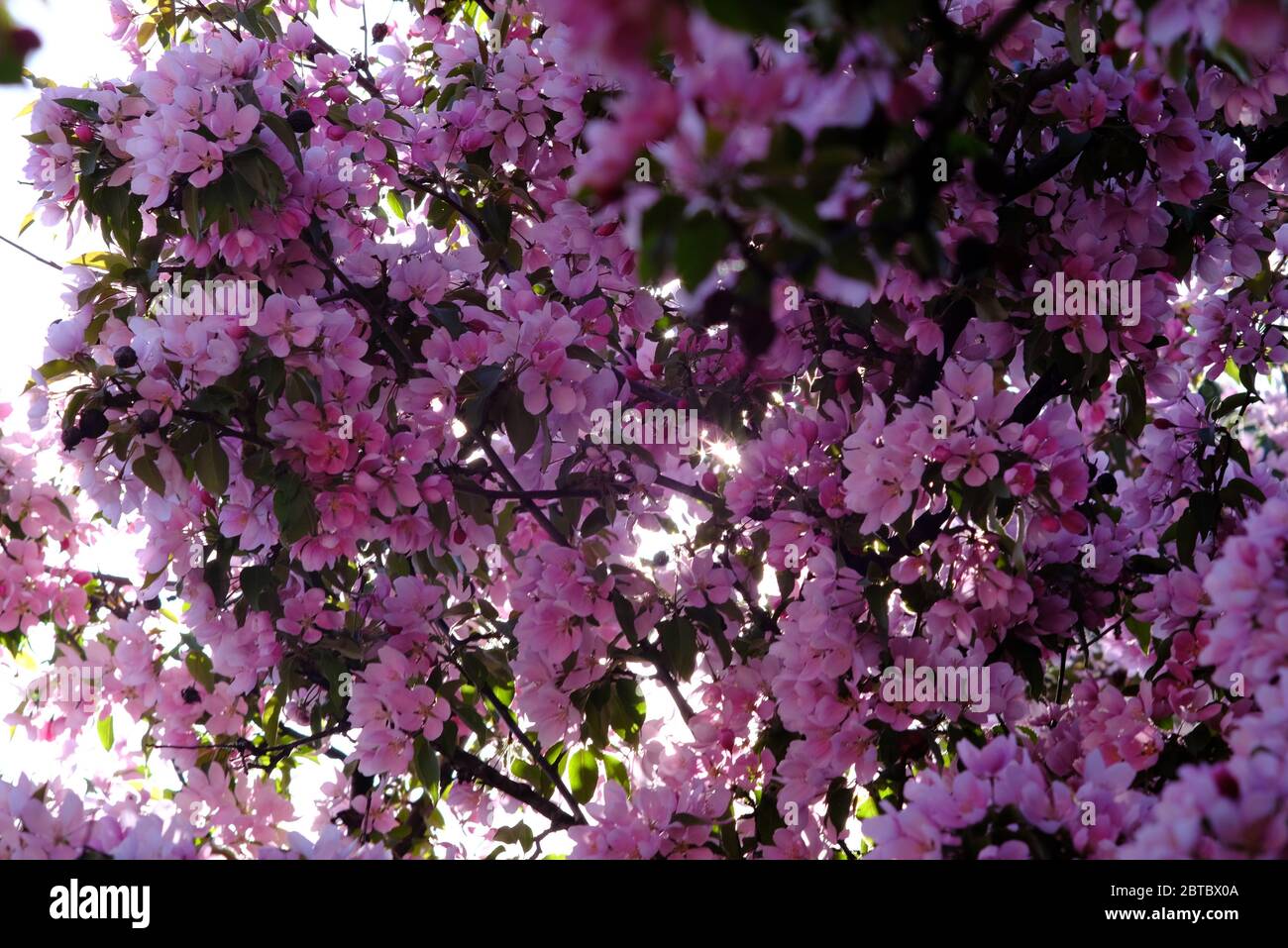 Sunshine streams through the dense flowers of a pink cherry blossom (Prunus) tree in full bloom