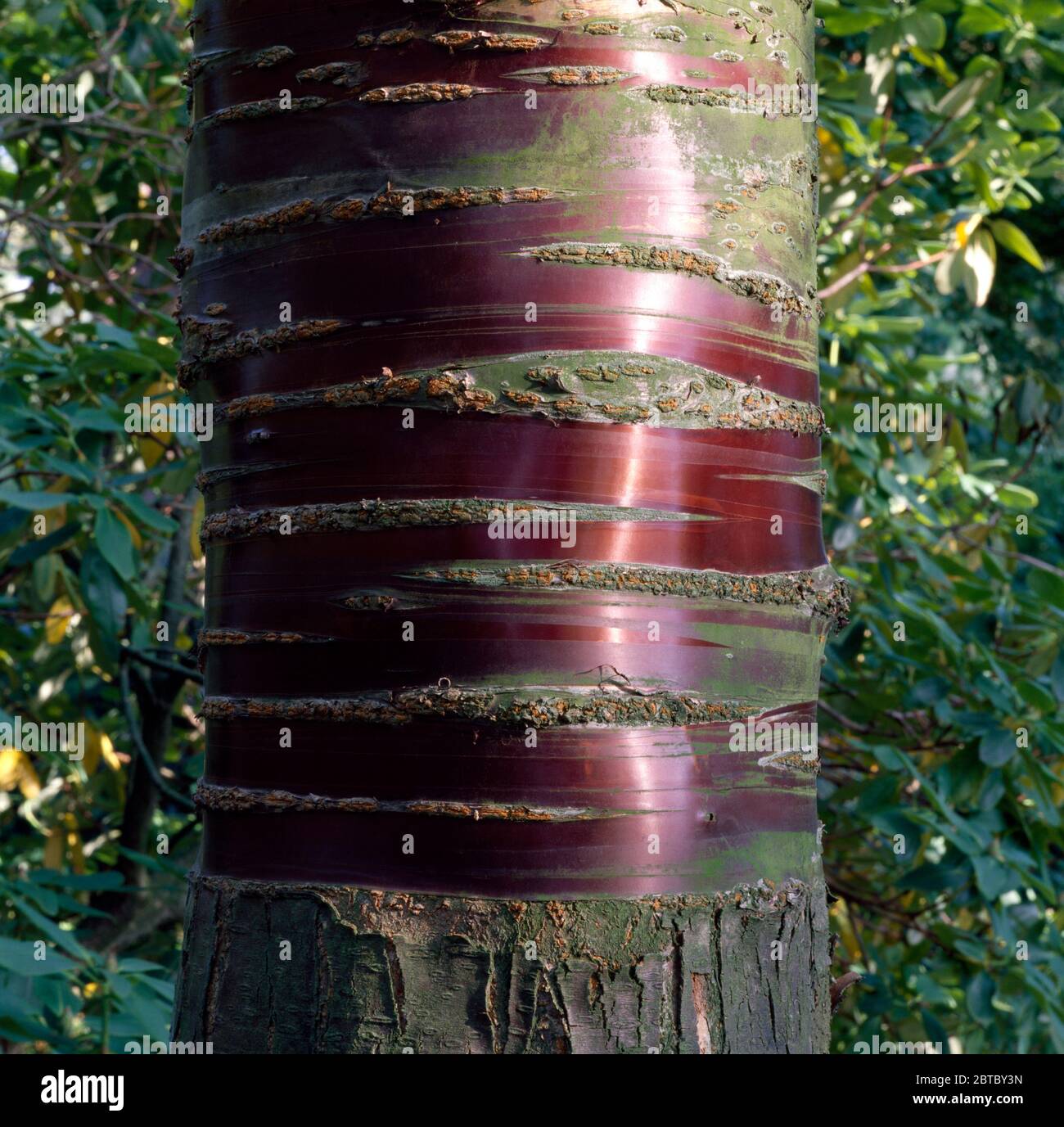 Closeup of tree bark Stock Photo