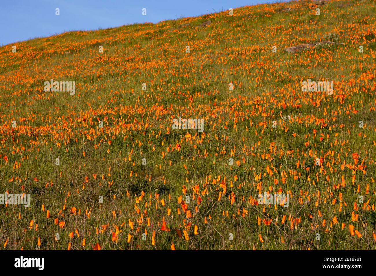 California poppies along the Cuesta Trail at Las Trampas Regional Park in the East Bay Regional Park District. Stock Photo