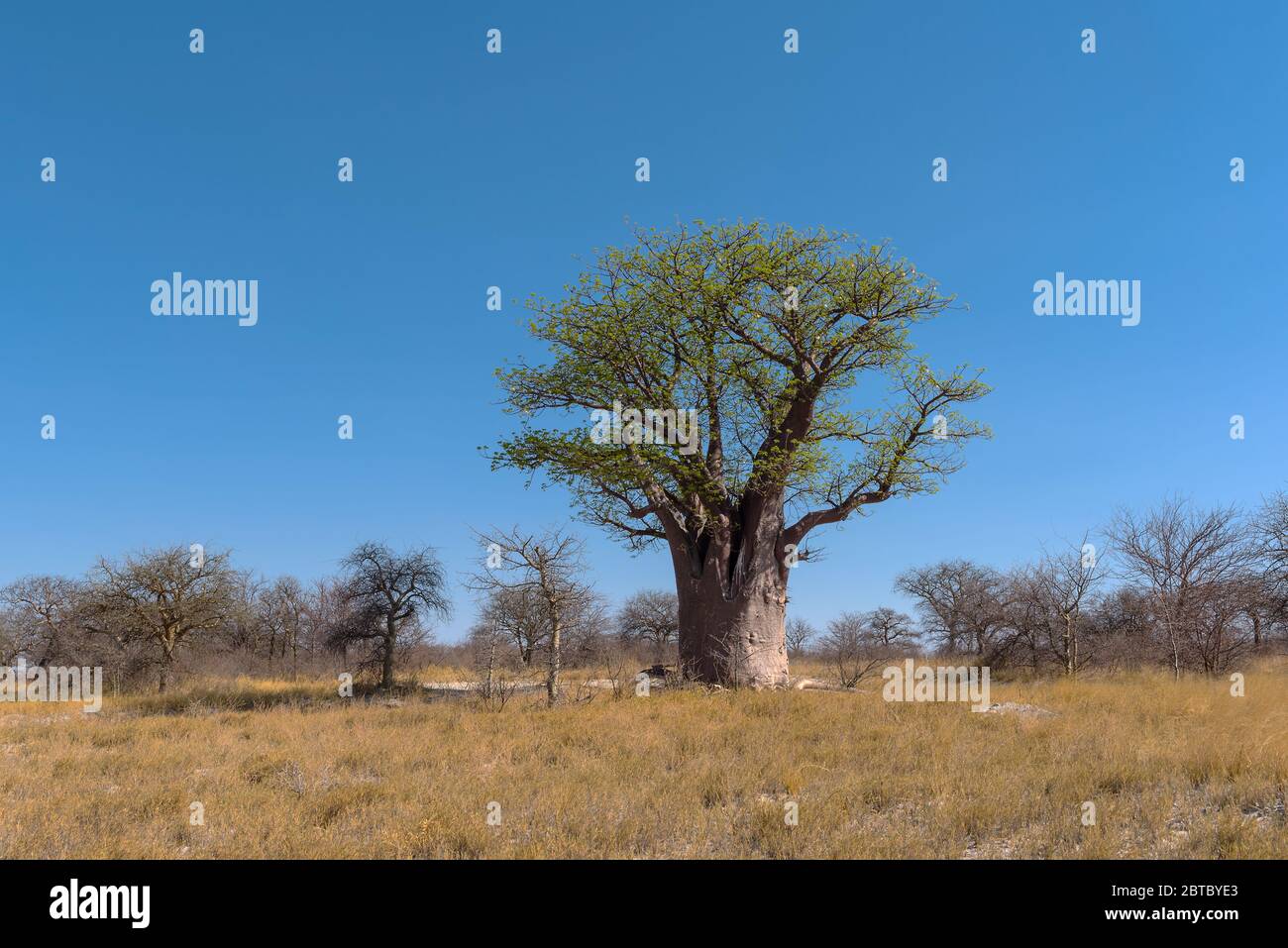 Baines baobab from Nxai Pan National Park, Botswana Stock Photo