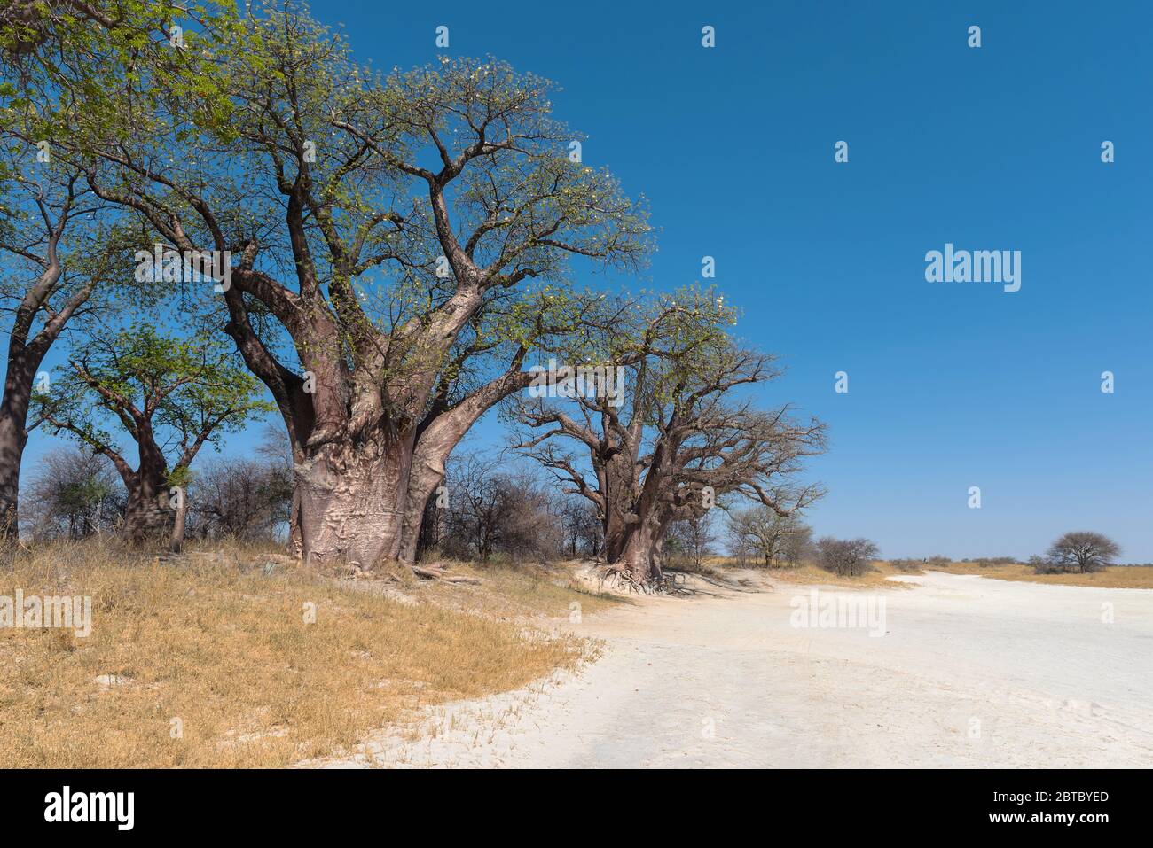 Baobab Trees Kalahari Hi res Stock Photography And Images Alamy Baobab Trees Kalahari Hi res Stock Photography And Images Alamy
