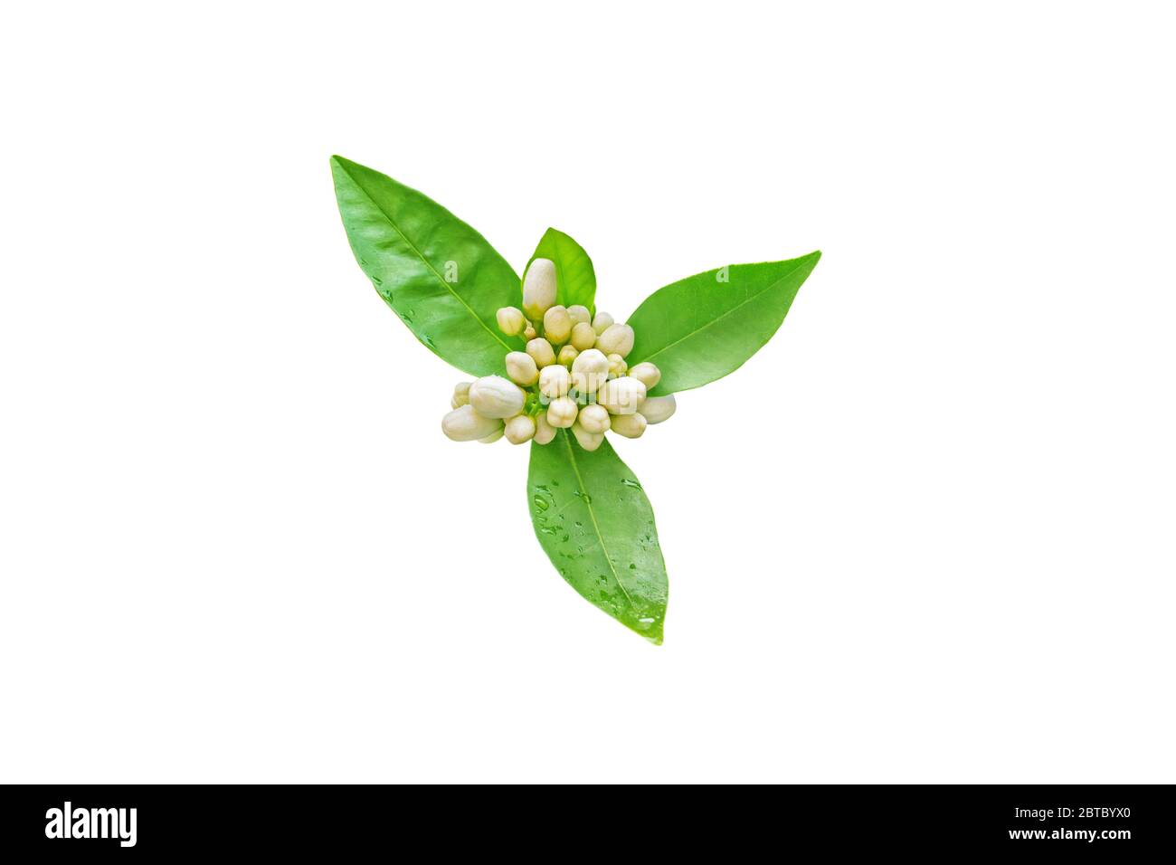 Neroli flowers buds and green foliage with rain drops isolated on white. Orange tree blossom. Stock Photo