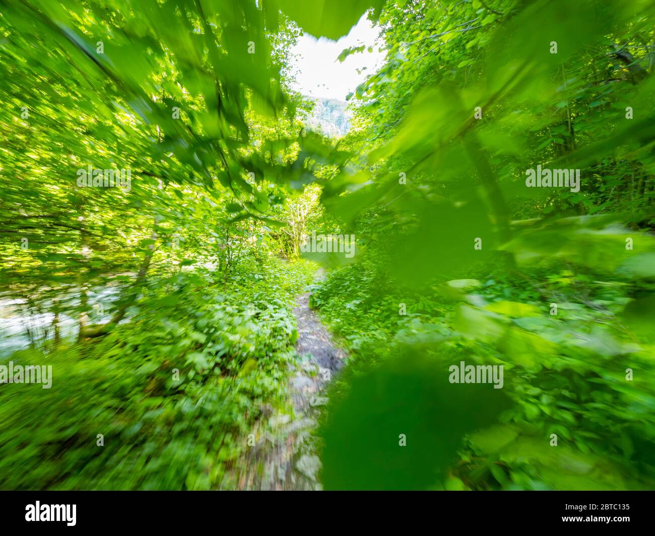 Stunning Spring Green nature color in forest near Zeleni vir near Skrad in Croatia Europe running fast on foottrail trail along river coastline Stock Photo