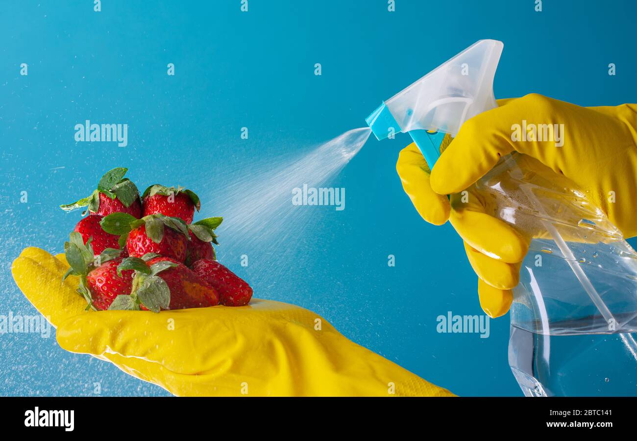 Gloved hands disinfecting Strawberries with water dilution spray Stock Photo